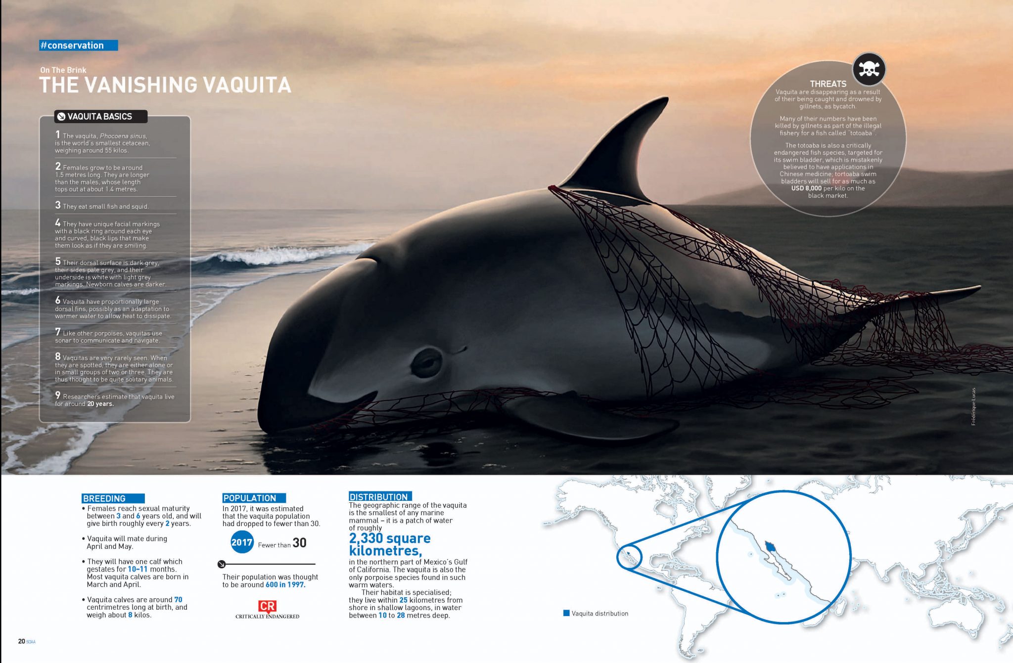 10 Facts About The Vanishing Vaquita - Underwater360