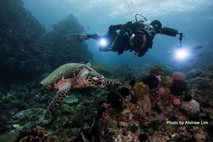 6th Anilao Underwater Shootout: The Winning Photos