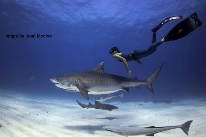 Madison Stewart: Dedicated to Saving Sharks