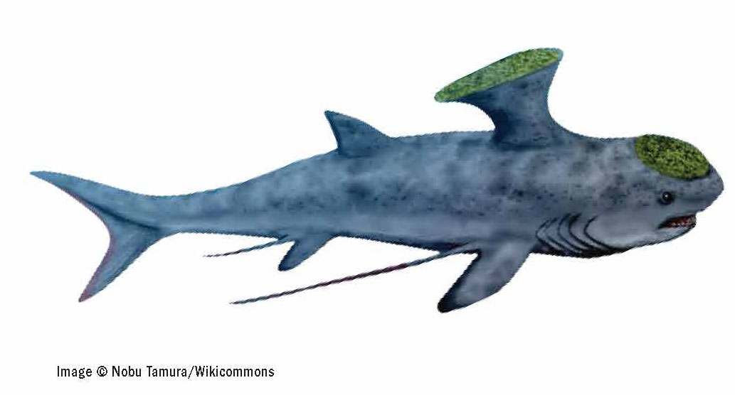 Shark Era And Evolution Underwater360