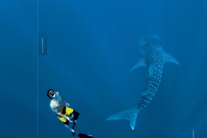 5 Questions About Whale Sharks In Maldives