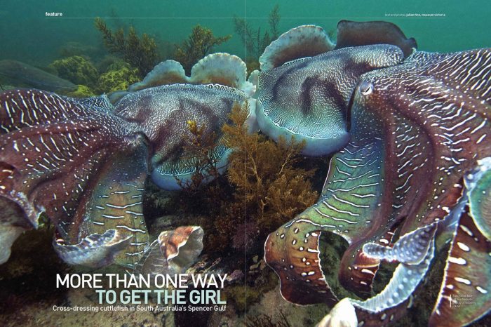 Mating Rituals: Cross-dressing Cuttlefish in South Australia's Spencer Gulf