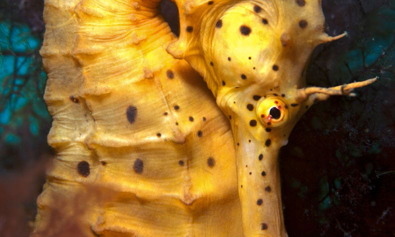 Endemics_of_Oz_Page_2_crop