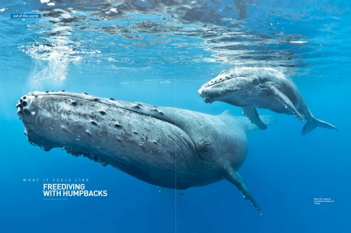 Freediving with Humpbacks