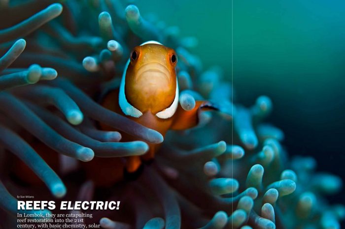 Reefs Electric!