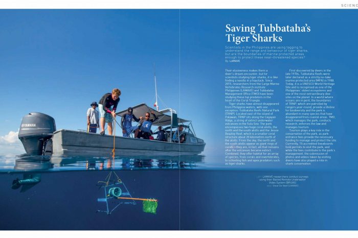 Saving Tubbataha's Tiger Sharks