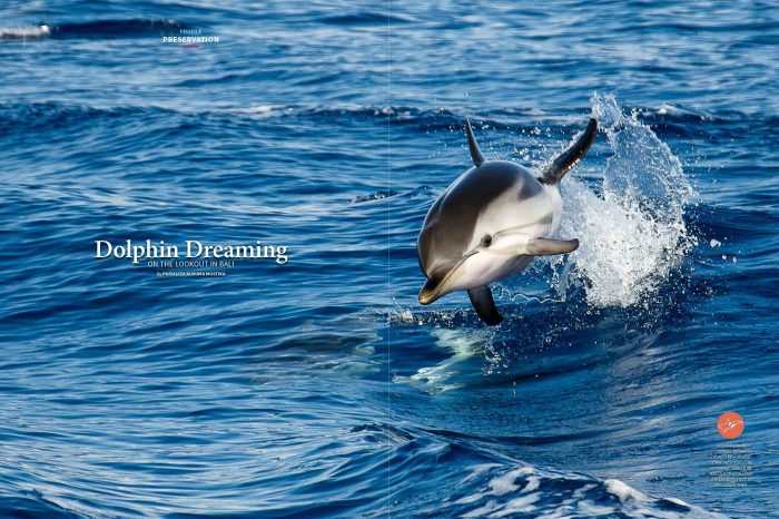 Dolphin Dreaming: On the Lookout in Bali