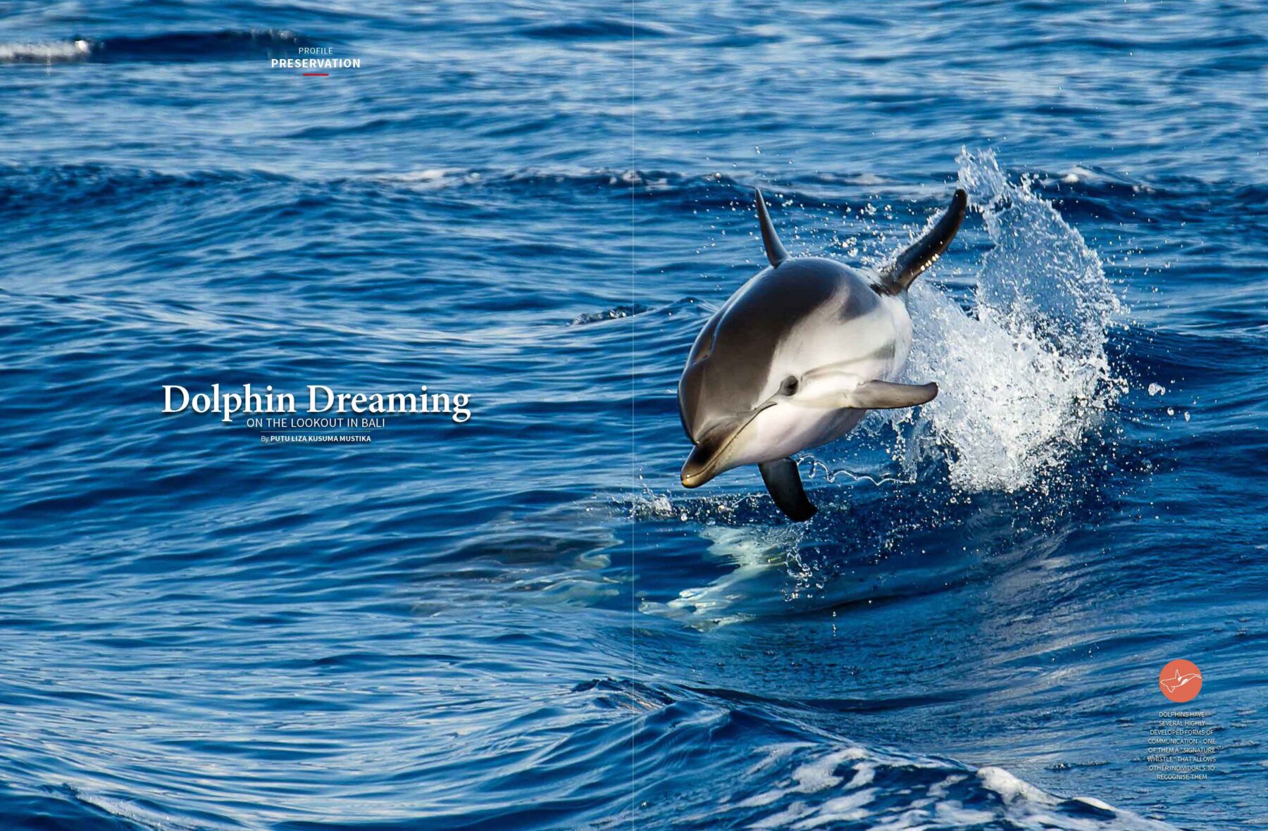 Dolphin_Dreaming_Spread
