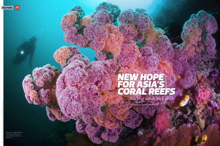 New Hope For Asia's Coral Reefs