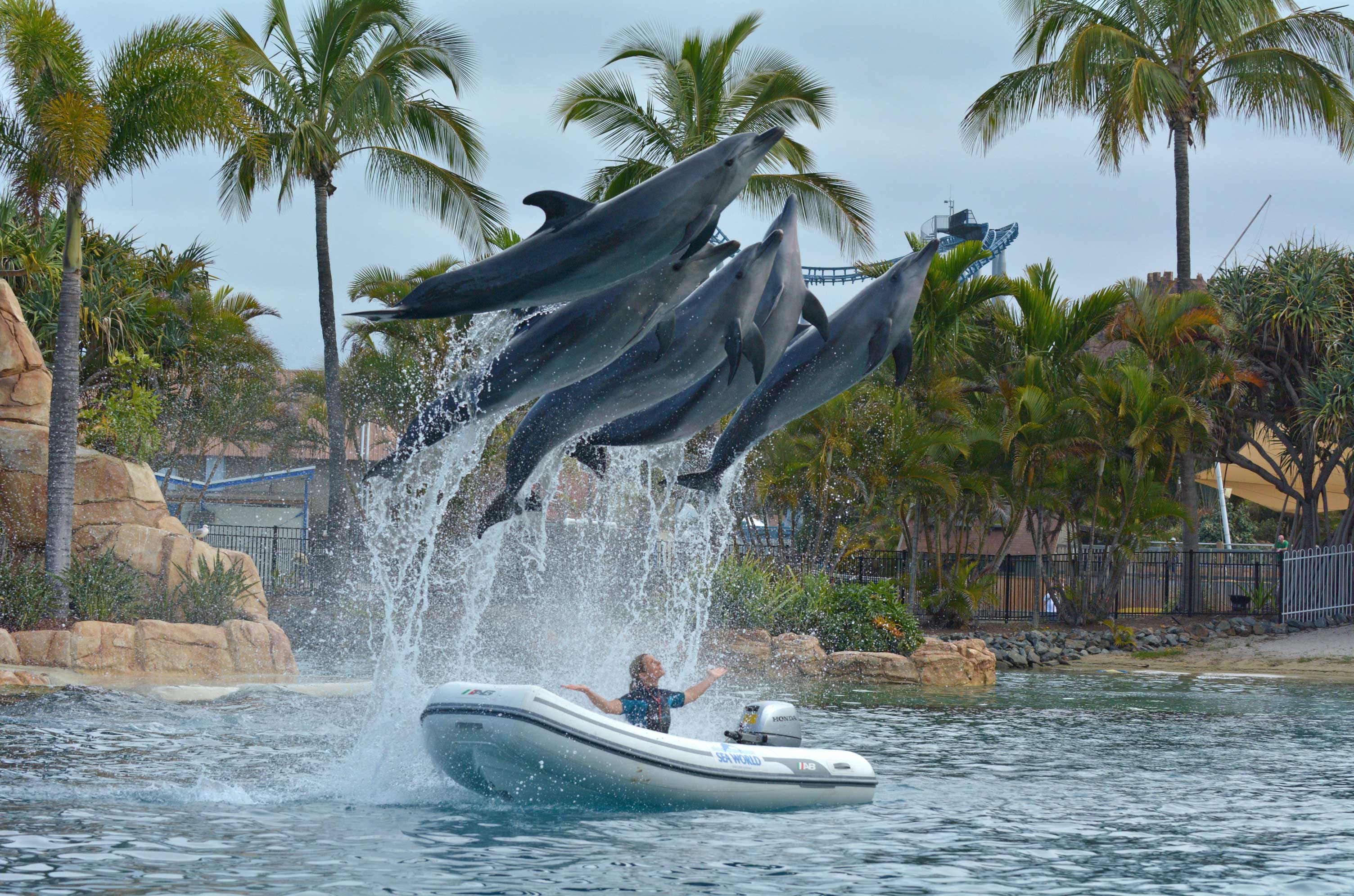 Sea World On Gold Coast Faces Petition To Ban It From Breeding Dolphins