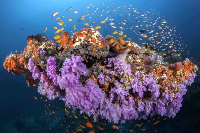 Top Asian Locations with the Best Corals Around