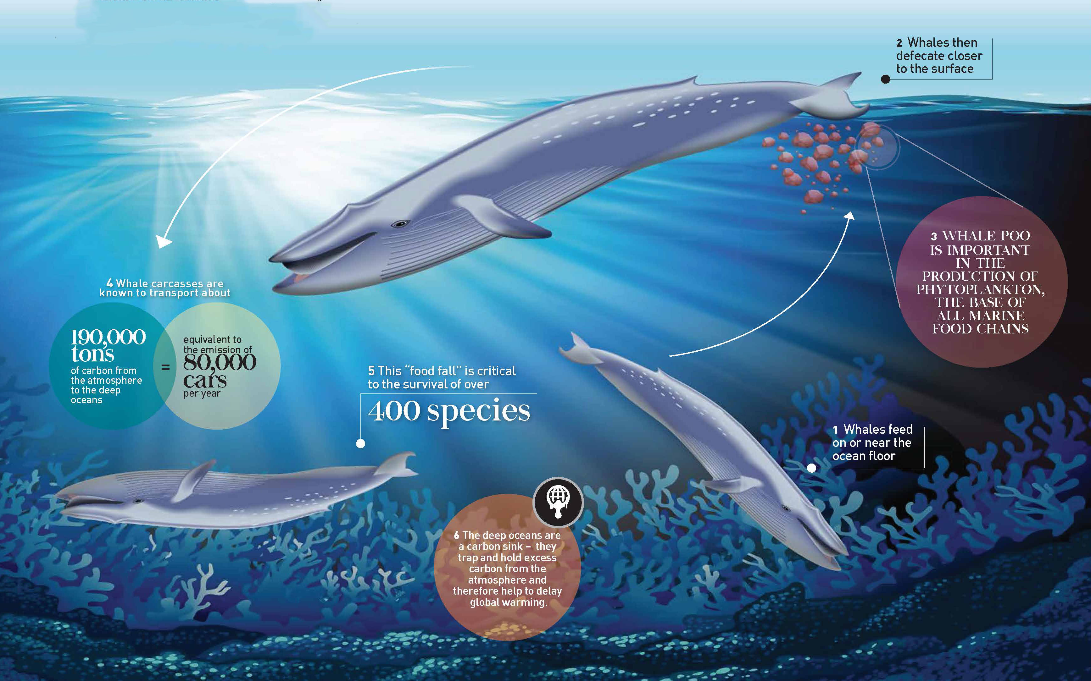 Сколько кит размер. Синий кит вес. Синий кит Размеры по сравнению с человеком. Сколько весит кит. Вес кита.