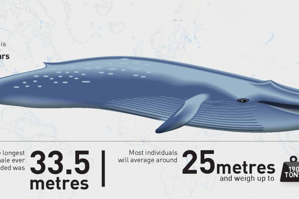 Under Threat: The Blue Whale – Sri Lanka's Unorthodox Whale - Underwater360