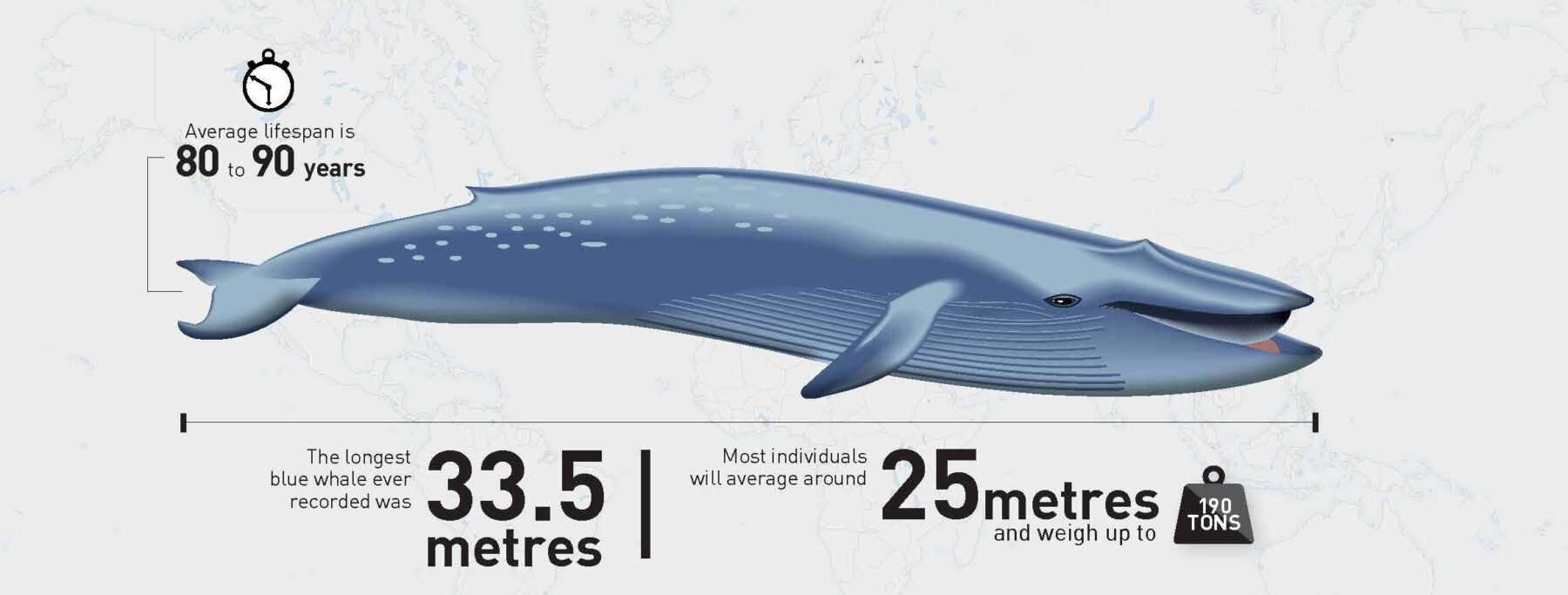 sri_lanka_whale_splash