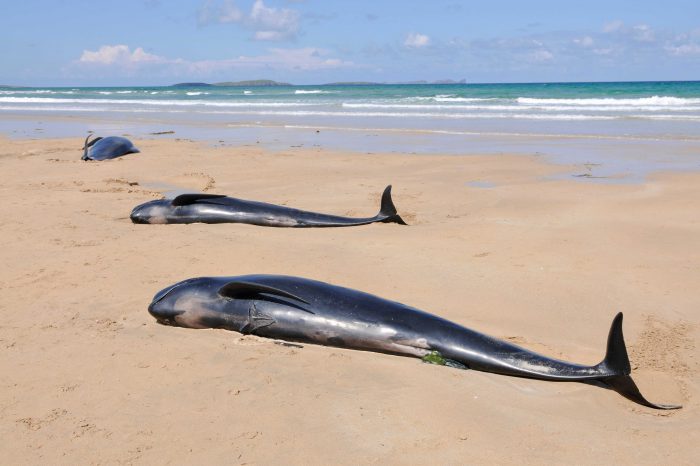 Whales Atypical Mass Strandings are Caused by Naval Sonar
