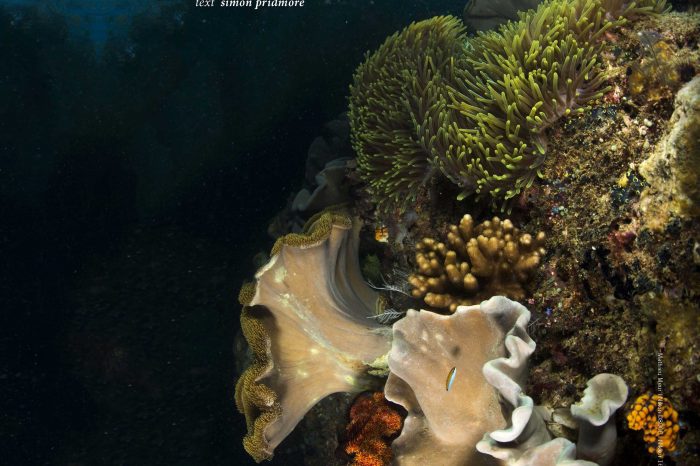 7 Coral Reefs Do's and Don'ts