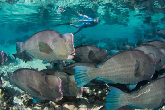 Places of Plenty: A List of MPAs Across the Asia Pacific
