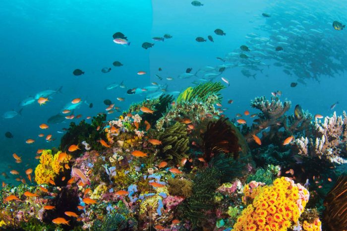 How could one improve education and awareness around protecting coral reefs?