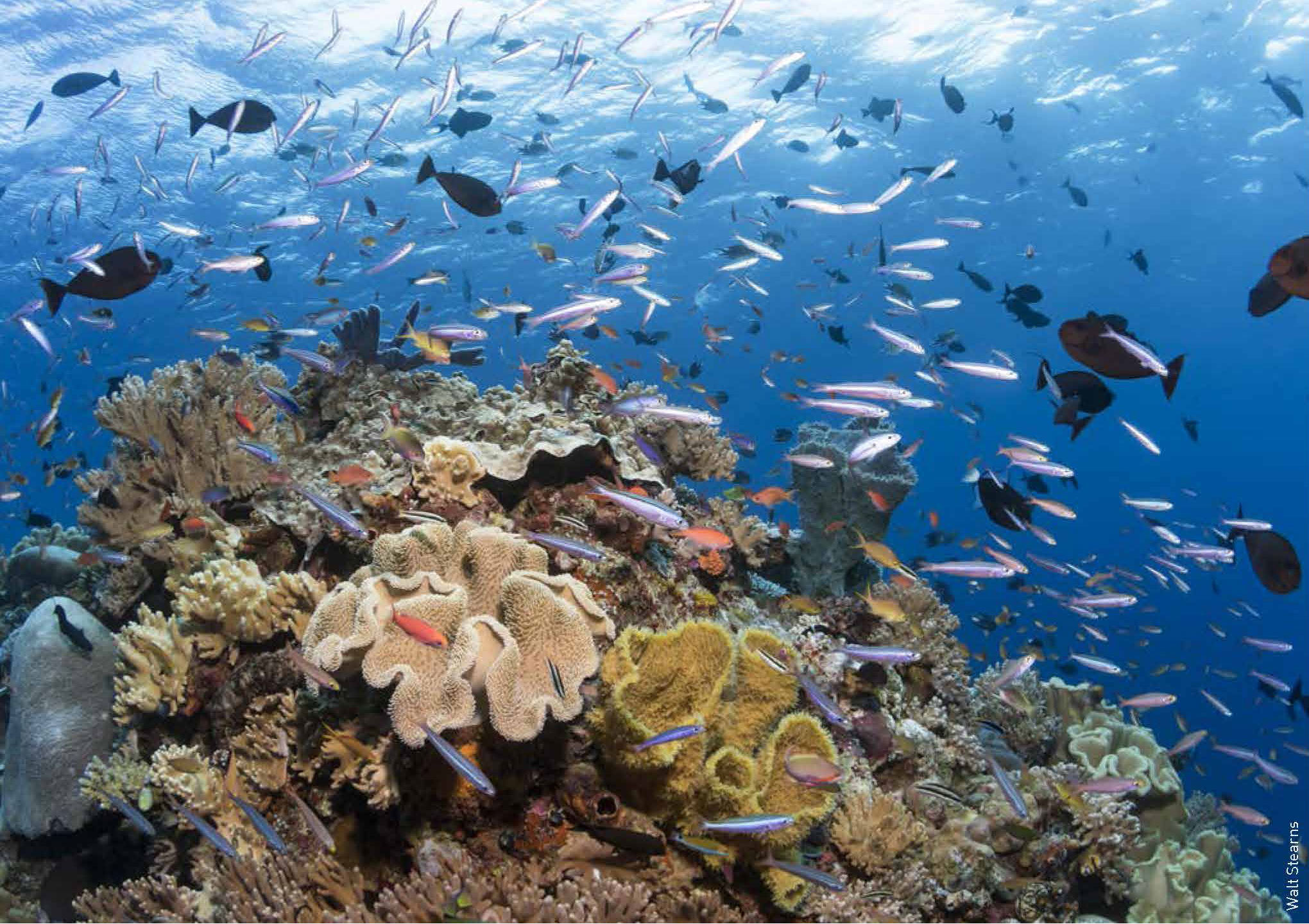 A Coral Dreamscape - Underwater360