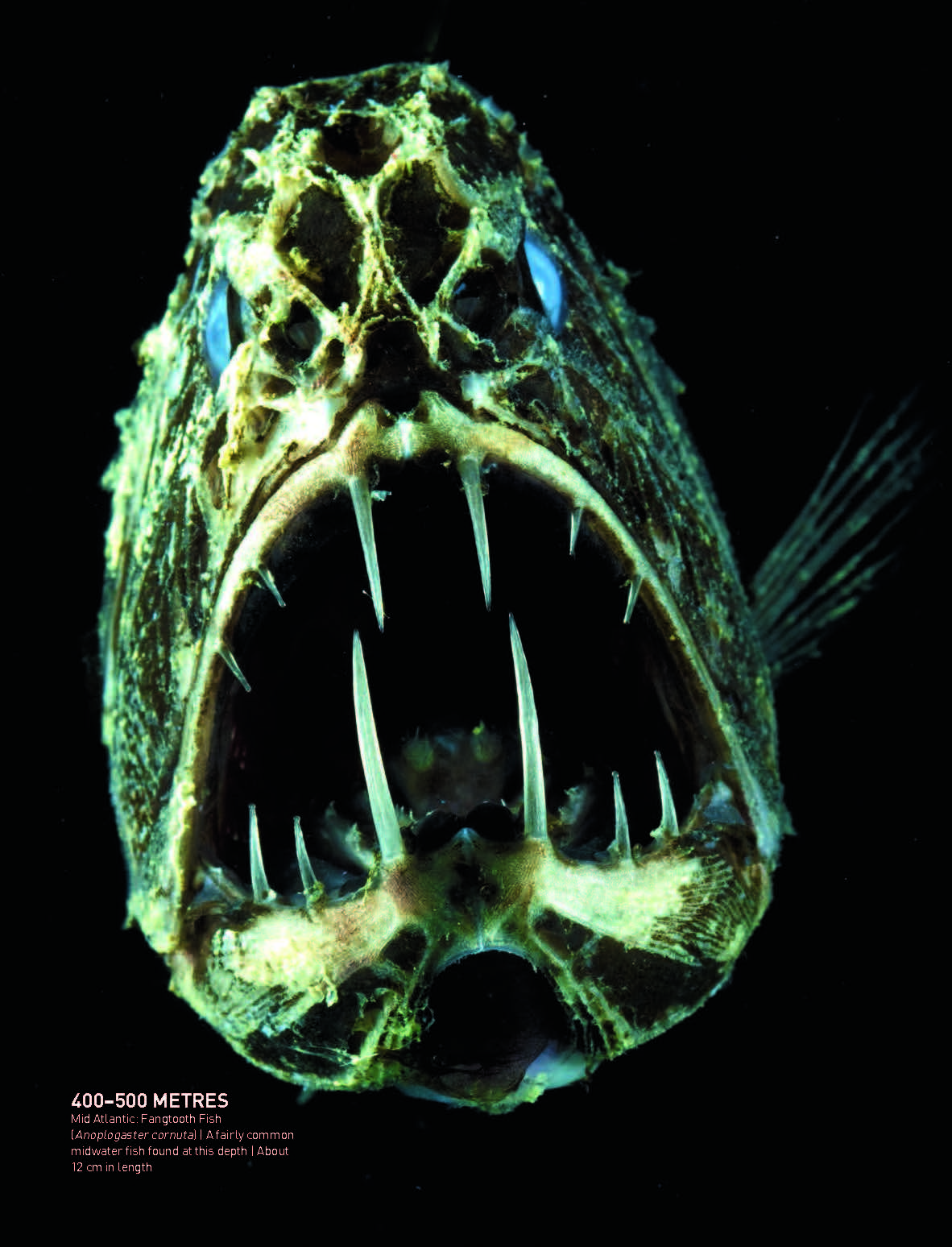 Fish creature. Рыба удильщик Марианская впадина. Длиннорогий Саблезуб (Anoplogaster cornuta). Тихоокеанский хаулиод. Глубоководные рыбы монстры Марианской впадины.