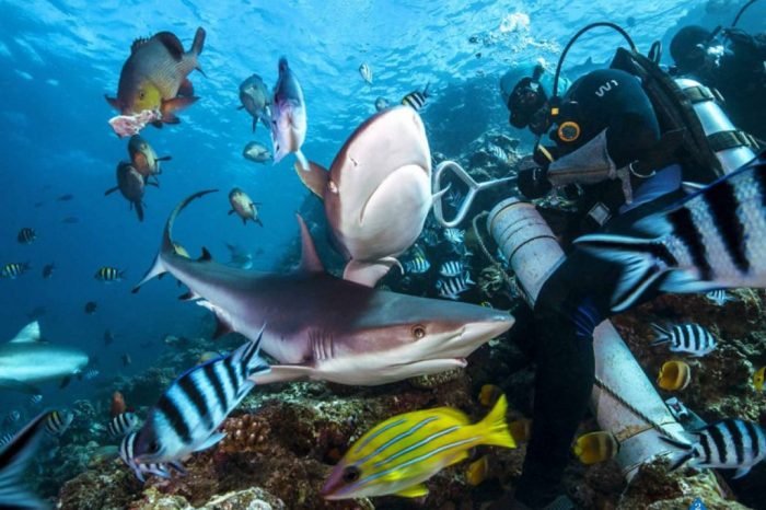 Fiji: Possibly the Best Shark Dive in the World