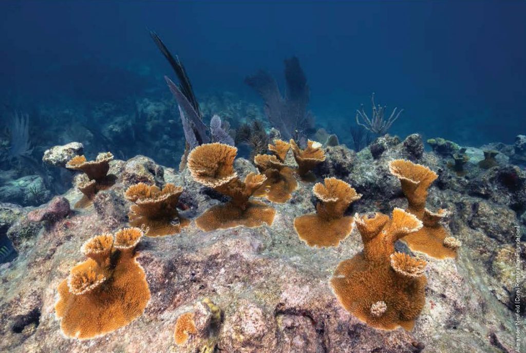 17 Fascinating Facts About Sea Sponges - Underwater360
