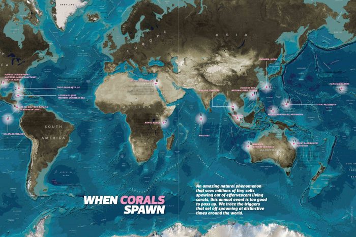 Where Corals Spawn