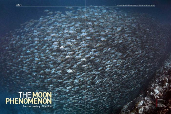 The Moon Phenomenon