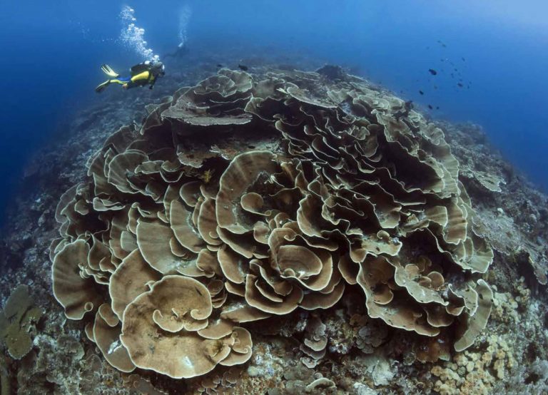 Towards a Plastic-Free Ocean: Wakatobi's Cleaning Team - Underwater360