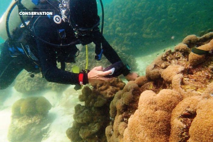 Kedah's Coral Propagation Programme