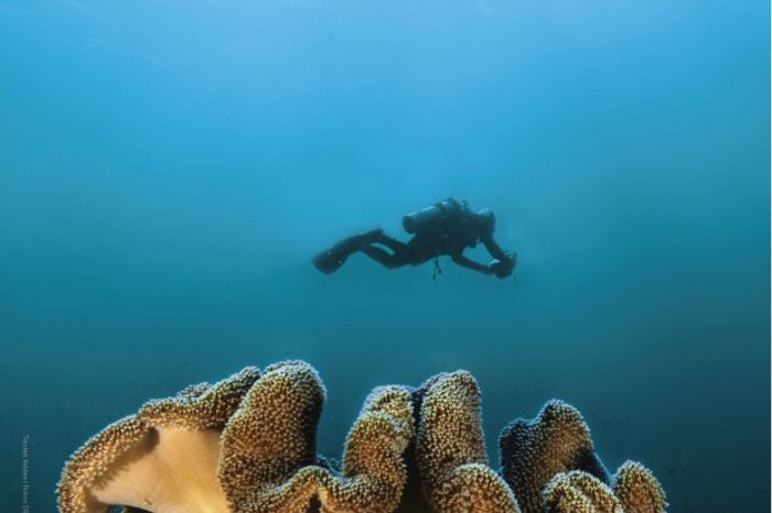 Diving by Numbers: 10 Amazing Facts About Counting Corals