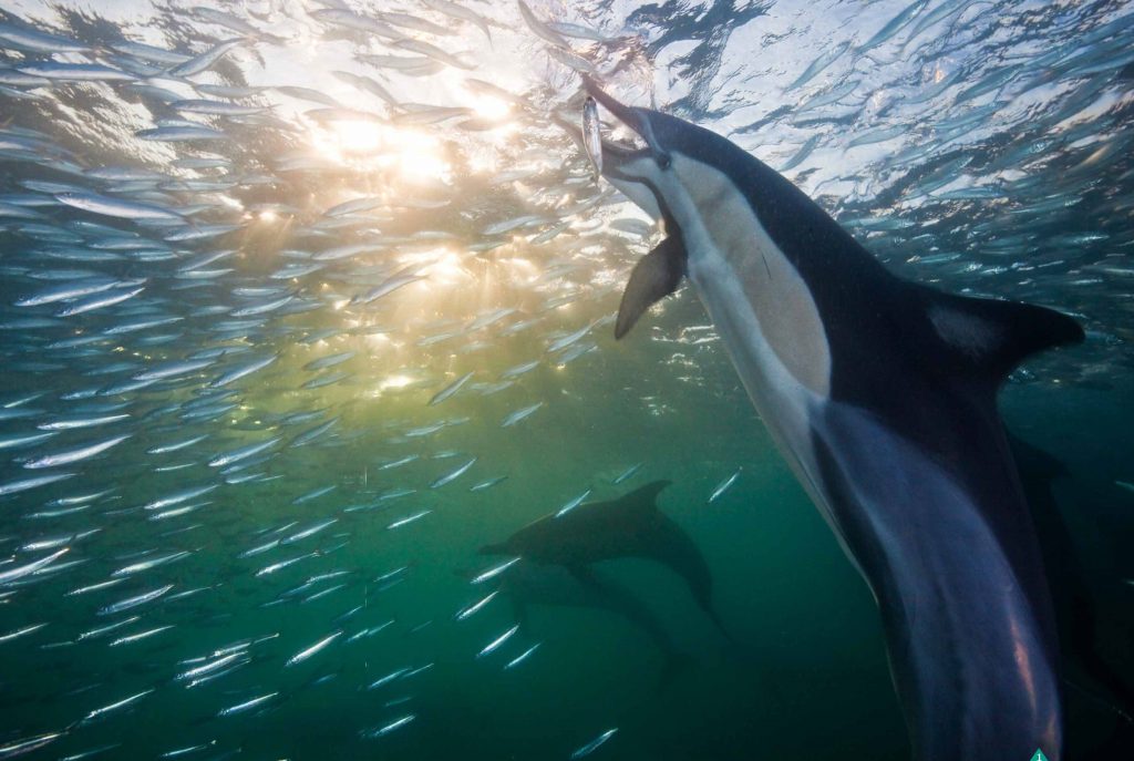Animal deep. Ход сардин в ЮАР. Дельфины хищники. Дельфины охотятся.