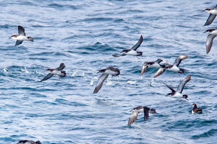 The Plastic Diet keeping Seabirds Quiet