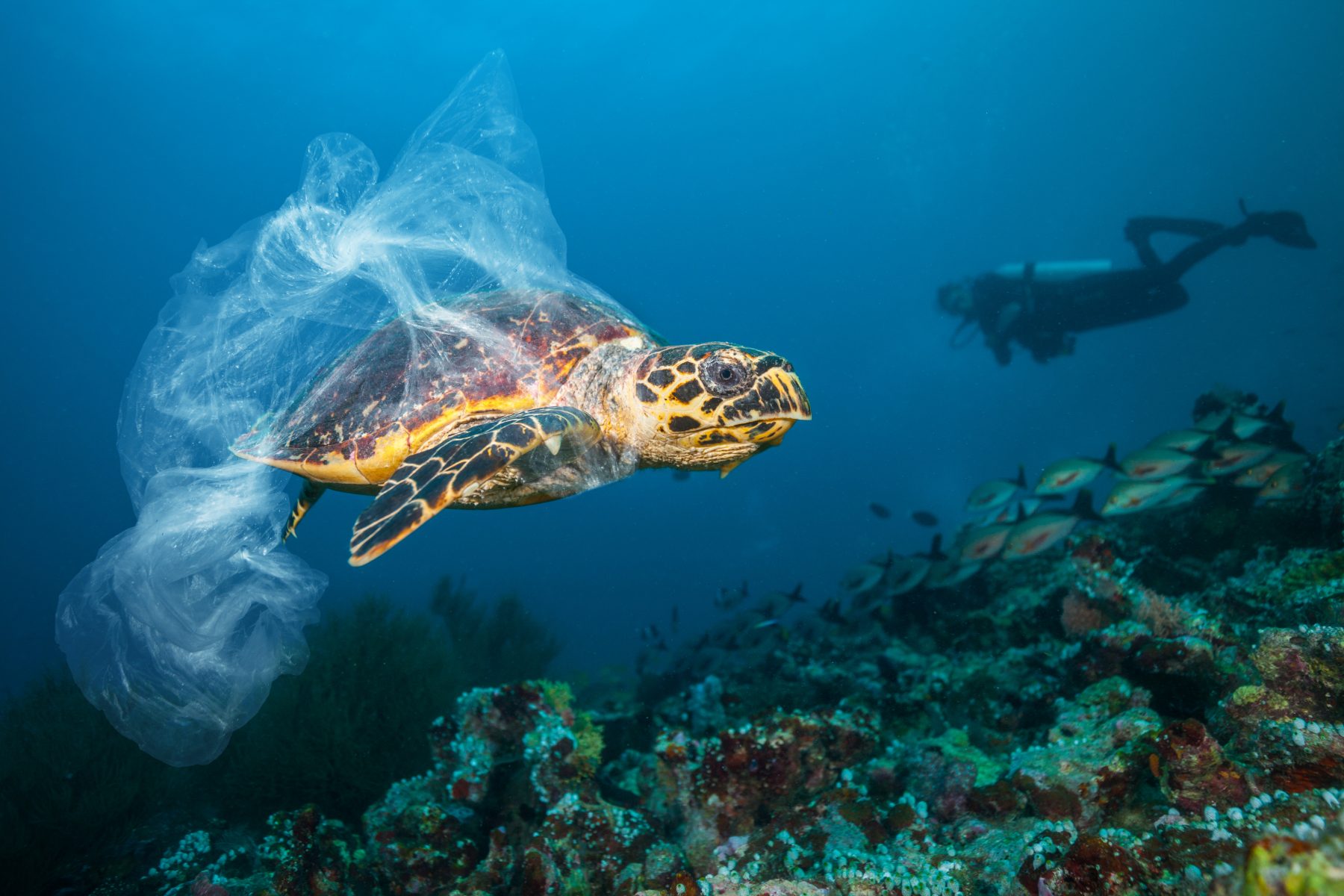 A turtle being trapped by a plastic bag