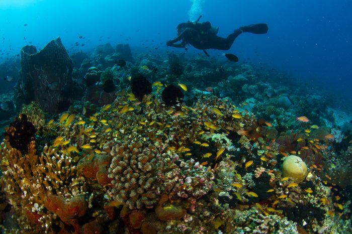 Reef-World Announces 2020 Green Fins Award Winners