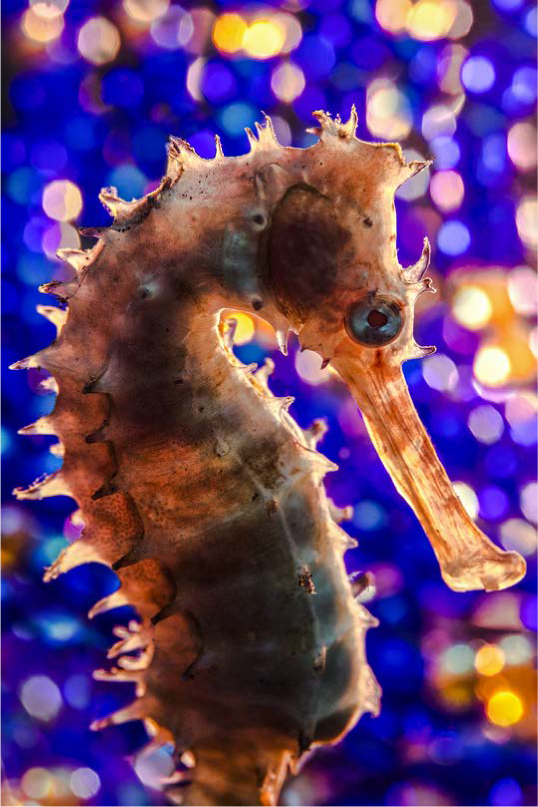Backlit seahorse with bubble bokeh background