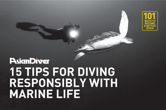 15 Tips for Diving Responsibly with Marine Life