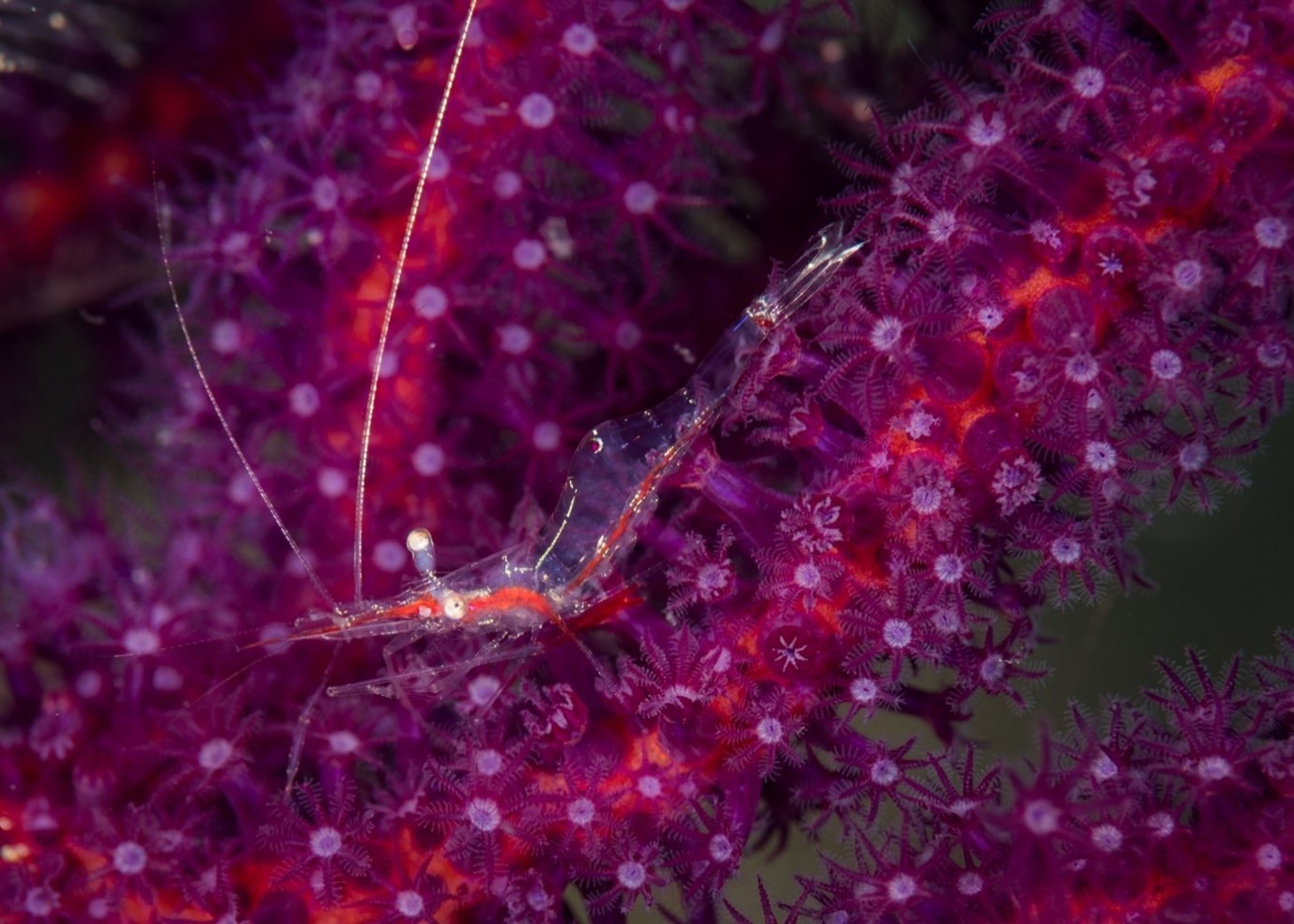 Commensal shrimp (Periclemenes psamathe), Secret Bay dive site, Anilao, Philippines