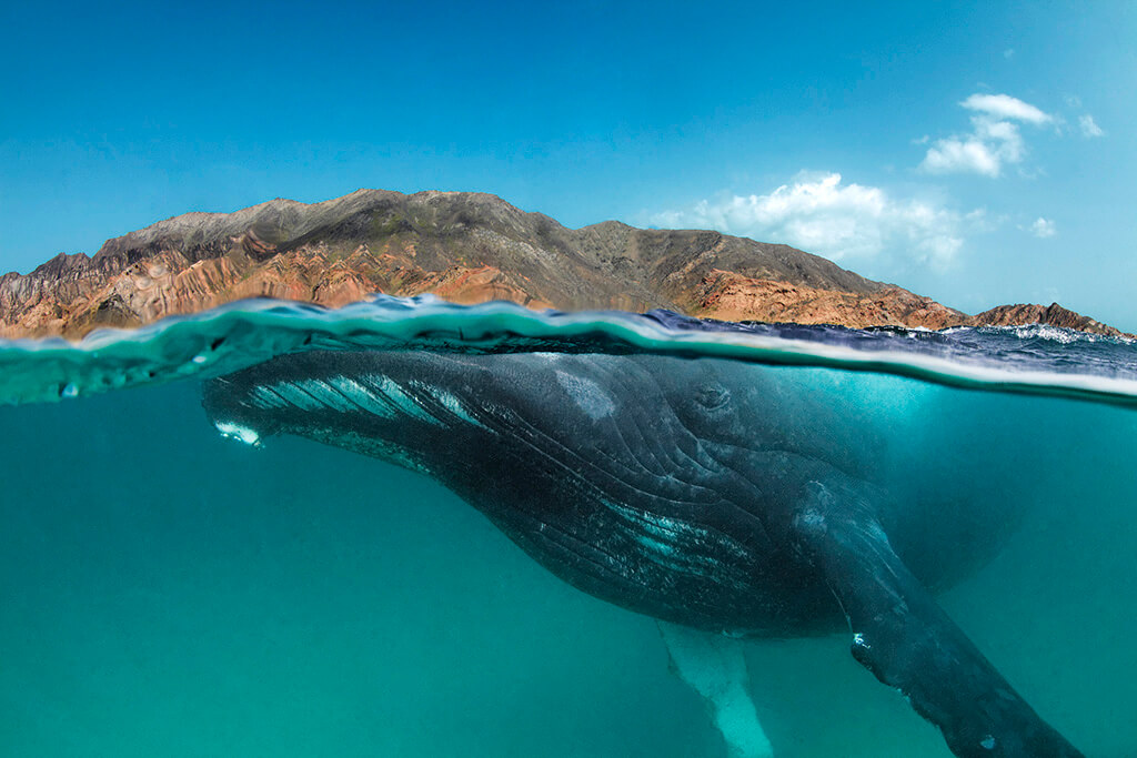 Humpback whales