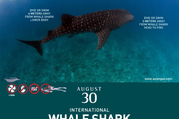Celebrating Whale Shark Day: How whale sharks saved a fishing town and its sea life