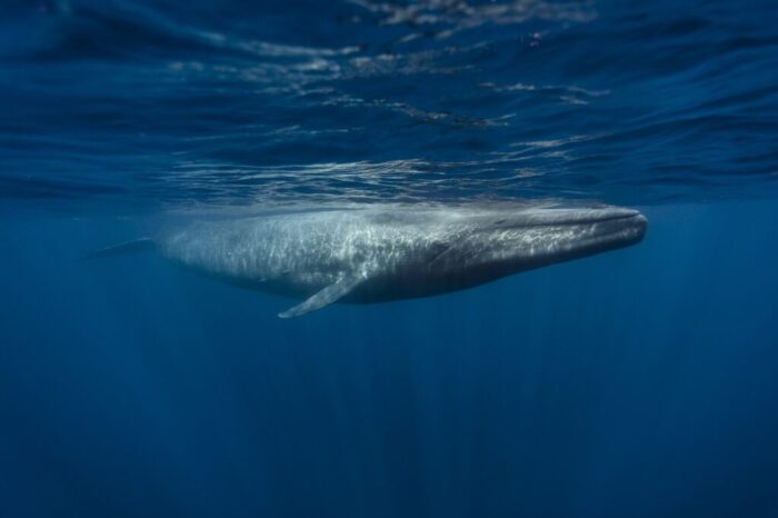 A Quick Guide to your favourite Blue Whales