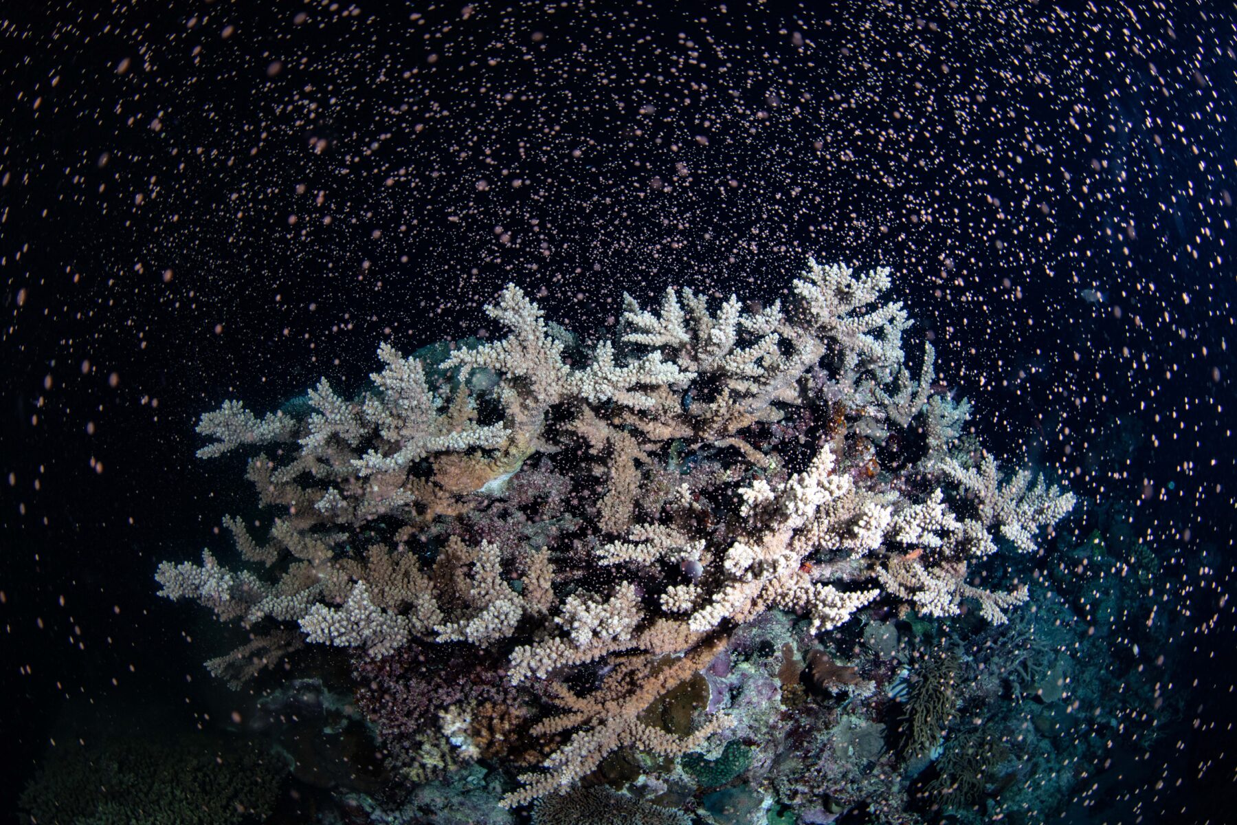 20211123_Flynn Reef_ Point Break acropora releasing @ Credit Gabriel Guzman Calypso Productions