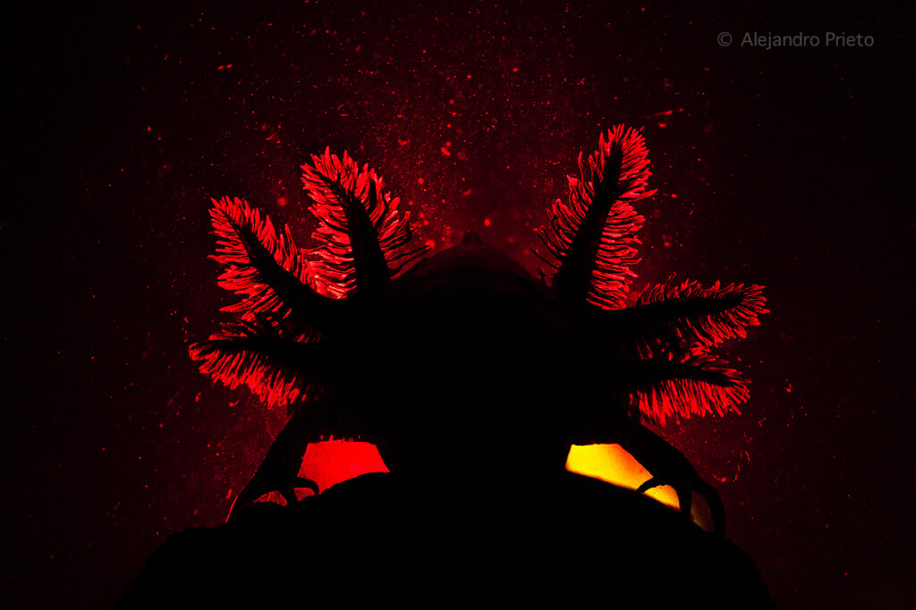 The silhouette of a wild axolotl found in Manantlan Reserve