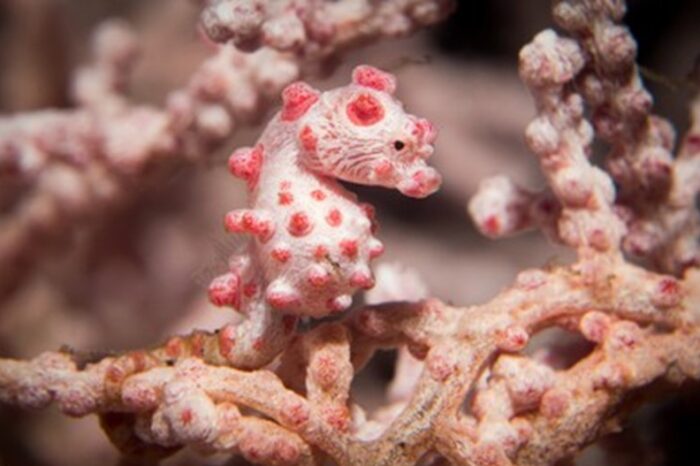 4 Seahorse Species and Where to Find Them