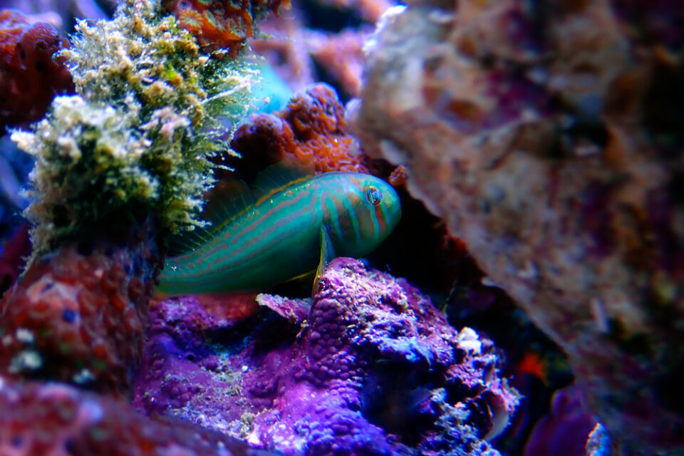 4 Fun Facts about Gobies!