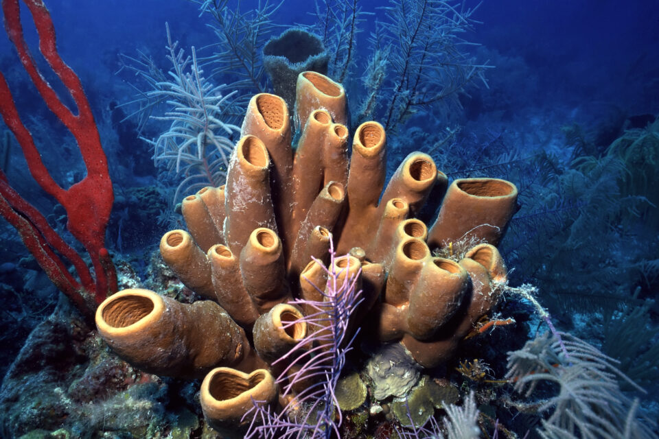17 Fascinating Facts About Sea Sponges