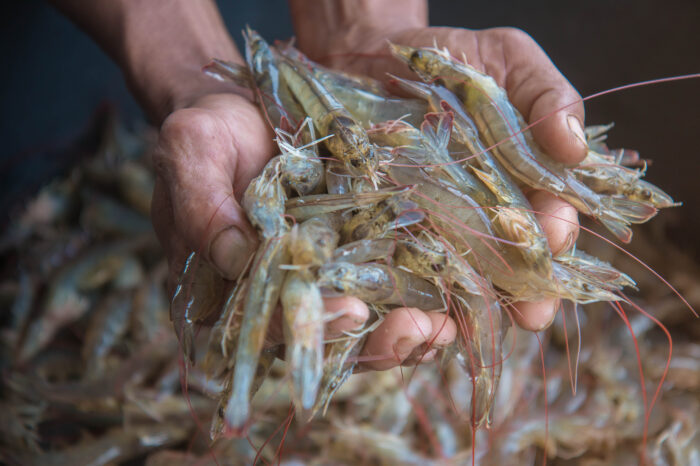 8 Environmental Pitfalls of Farmed Seafood