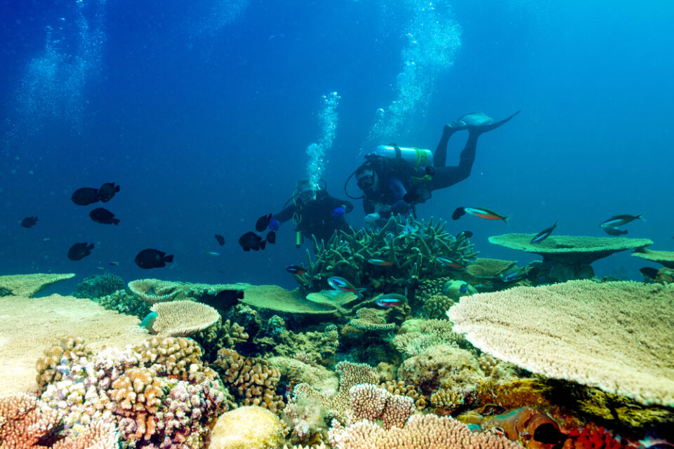 Maldives Dive Directory — Ari Atoll (North and South)