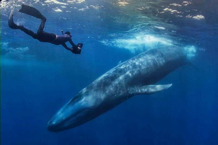 Face To Face With The Endangered Blue Whale
