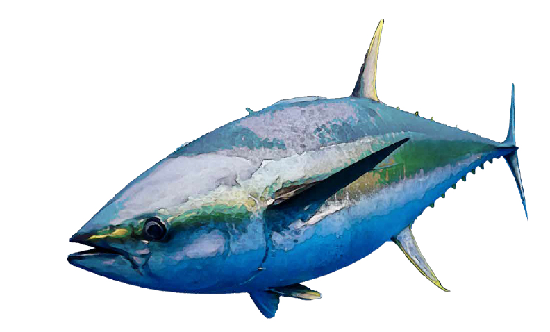 Creature Feature - Yellowfin Tuna